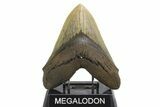 Serrated, Fossil Megalodon Tooth - Huge NC Meg #298814-1